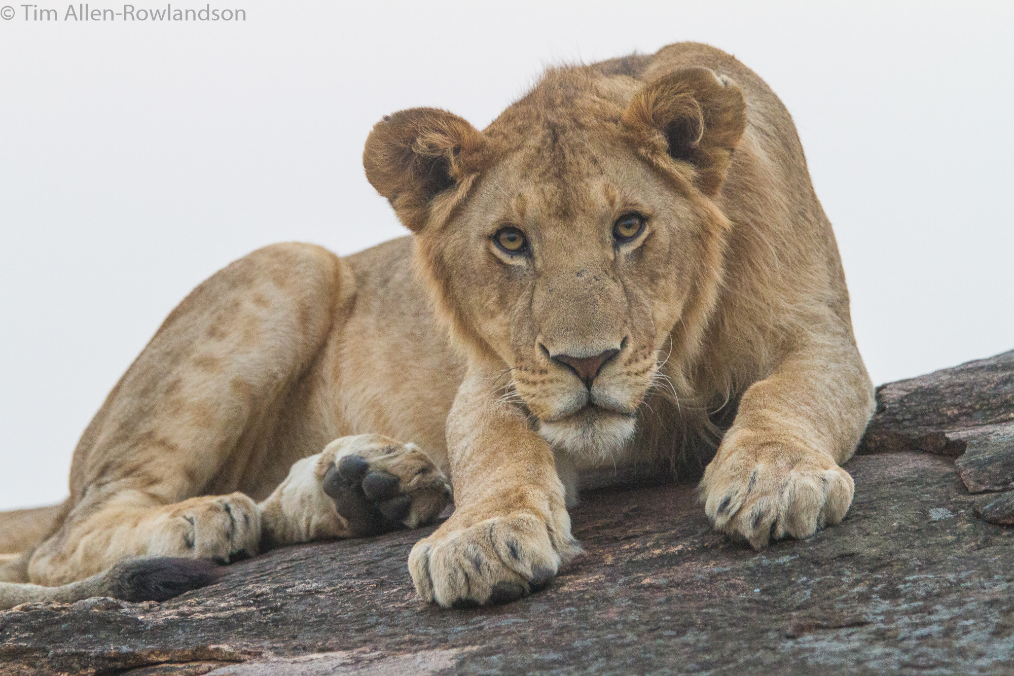 Canon EF 70-200mm F2.8L USM sample photo. Curious cat photography