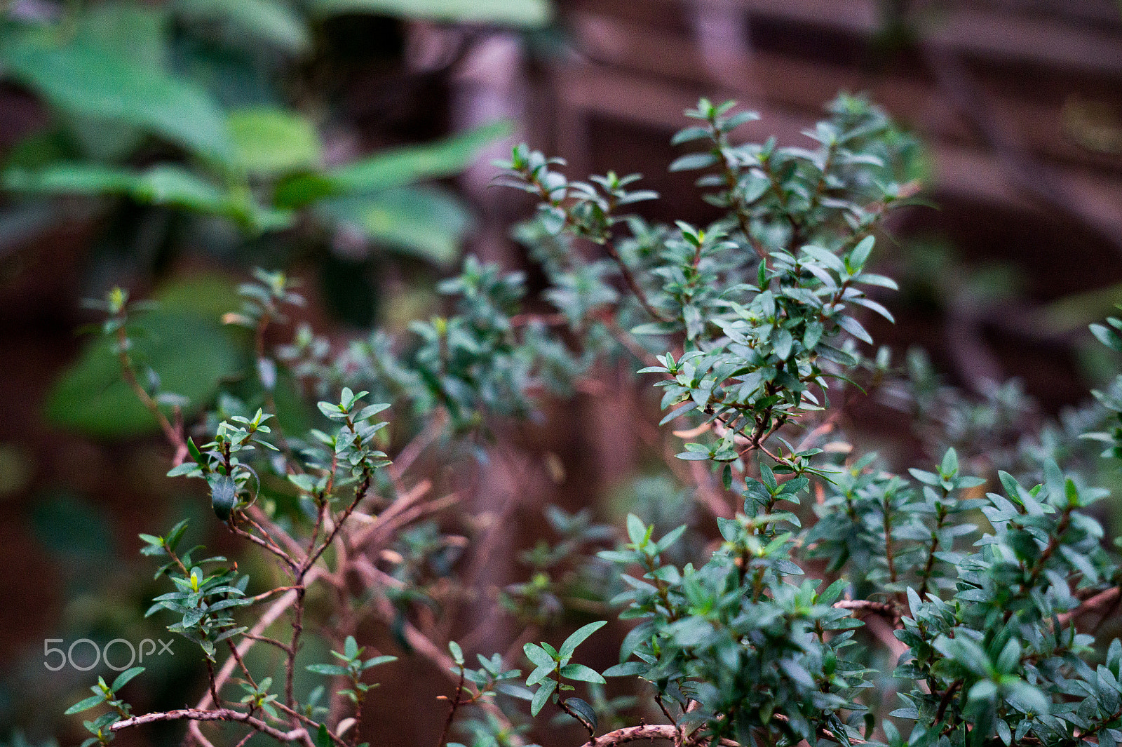 Sony Alpha a3500 sample photo. Plants macro photography