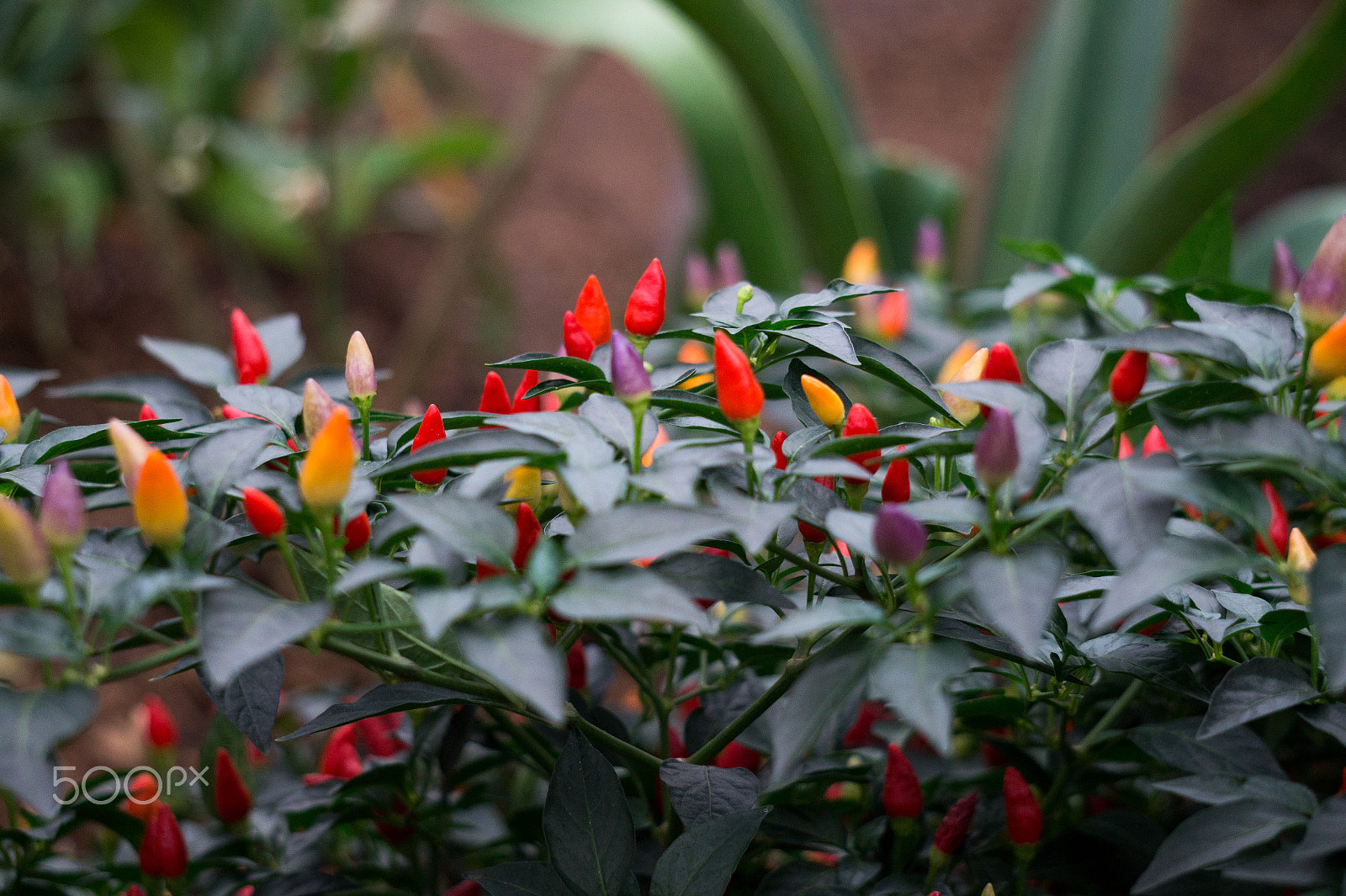 Sony Alpha a3500 sample photo. Plants macro photography