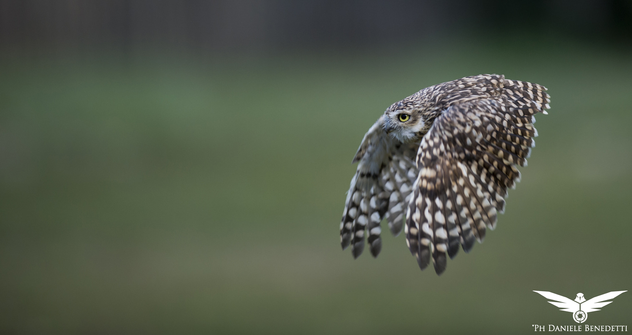 Nikon AF-S Nikkor 300mm F2.8G ED VR II sample photo. Fly photography