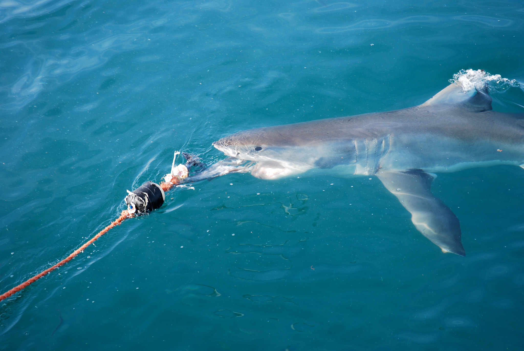 Nikon D60 sample photo. White shark photography