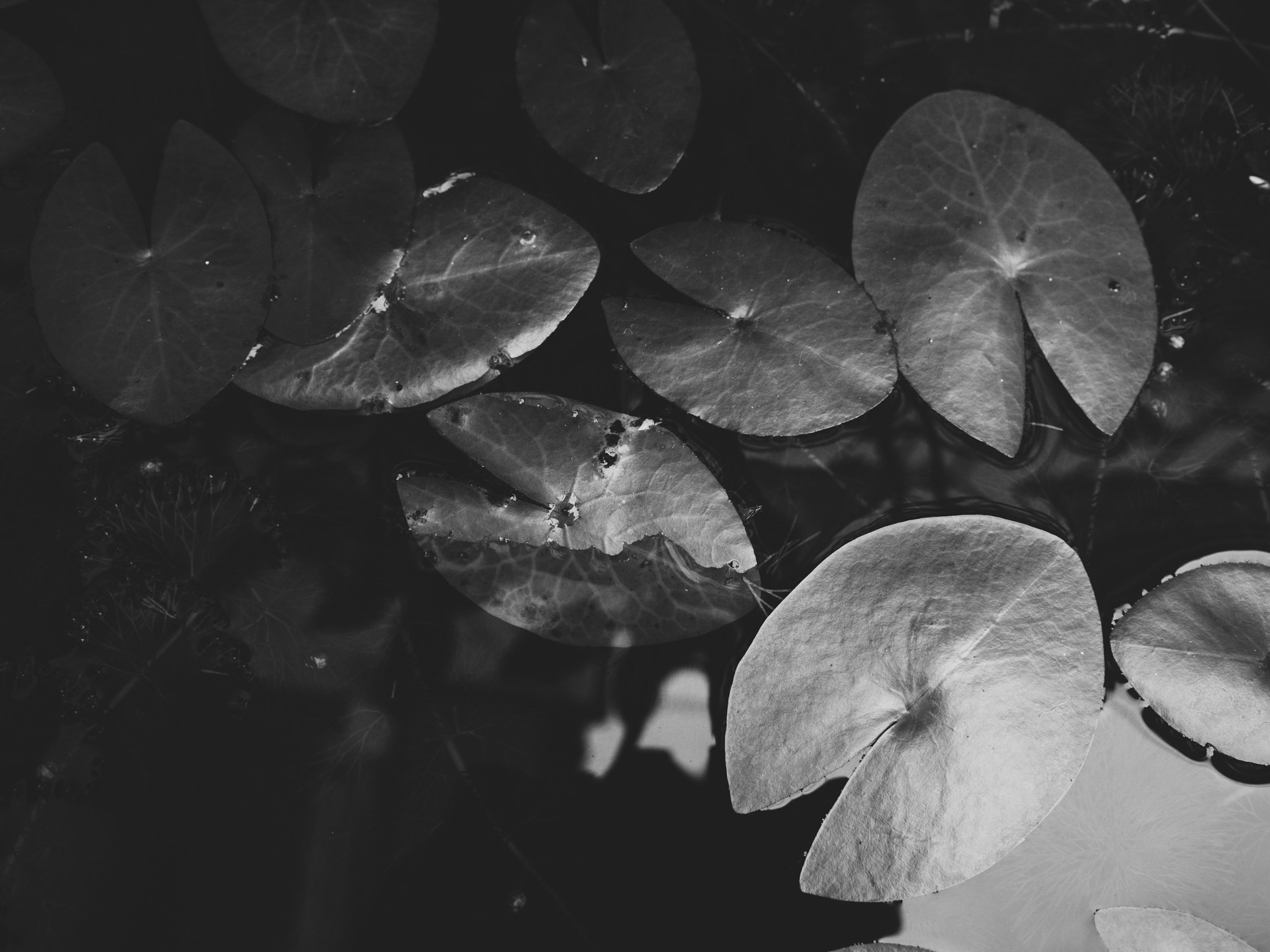 Olympus M.Zuiko Digital 17mm F2.8 Pancake sample photo. Water-lily leaves photography