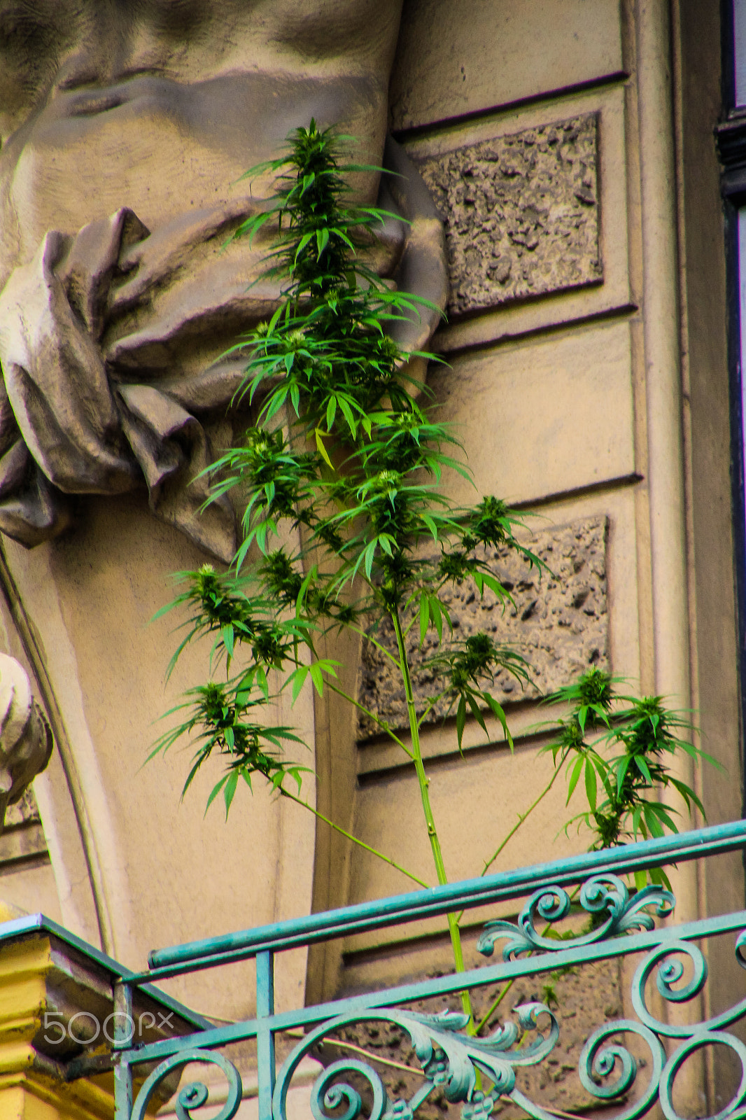 Canon EOS M sample photo. Cannabis on balcony photography