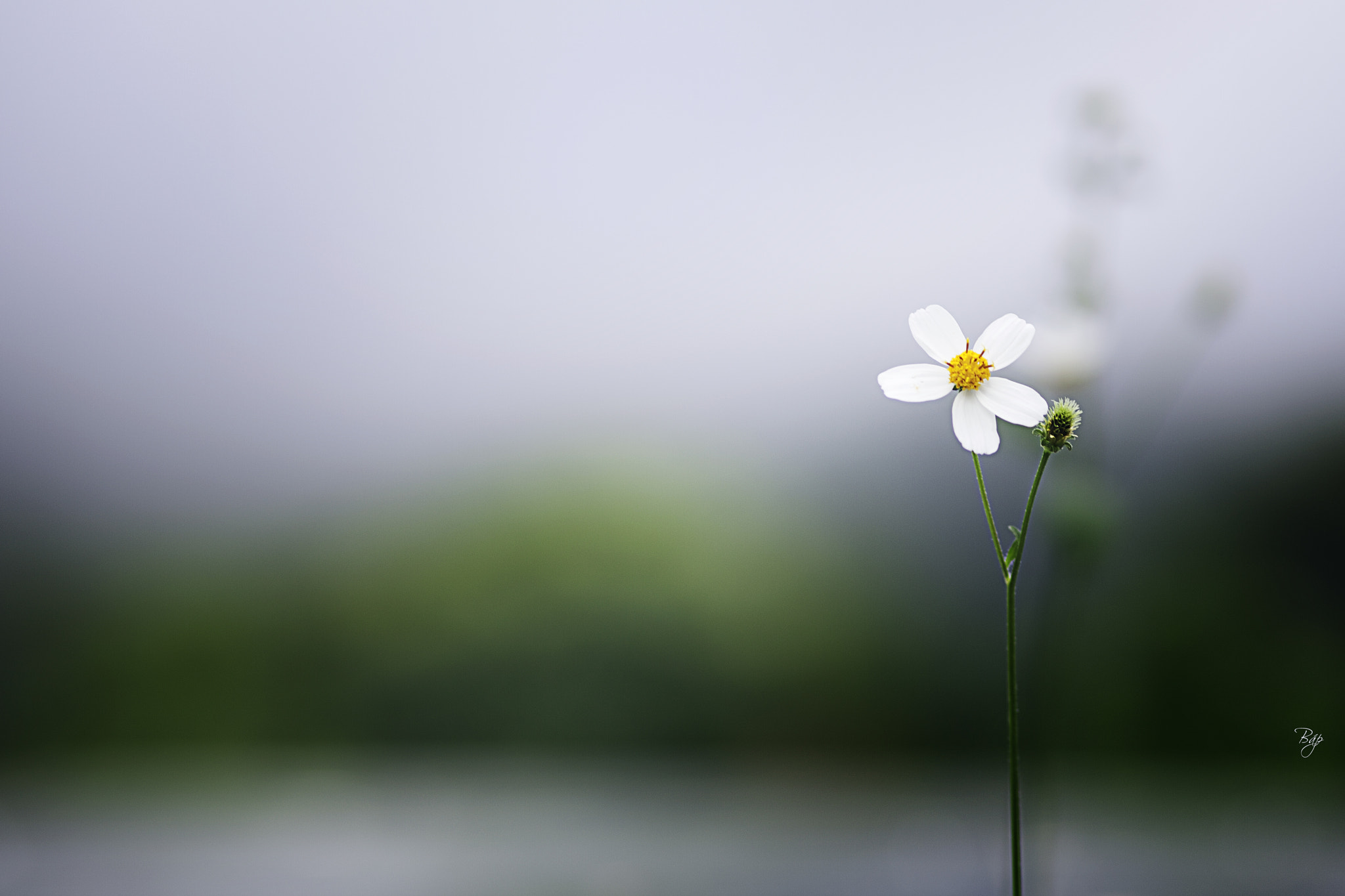 Canon EF 100mm F2.0 USM sample photo. Flower photography