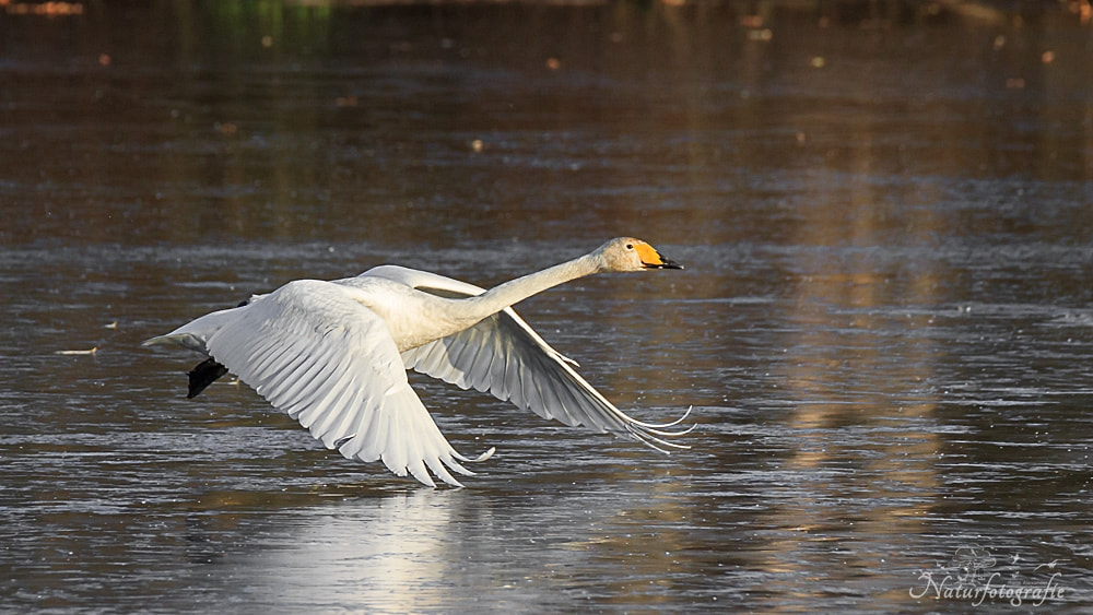 Tamron SP 150-600mm F5-6.3 Di VC USD sample photo. Singschwan photography