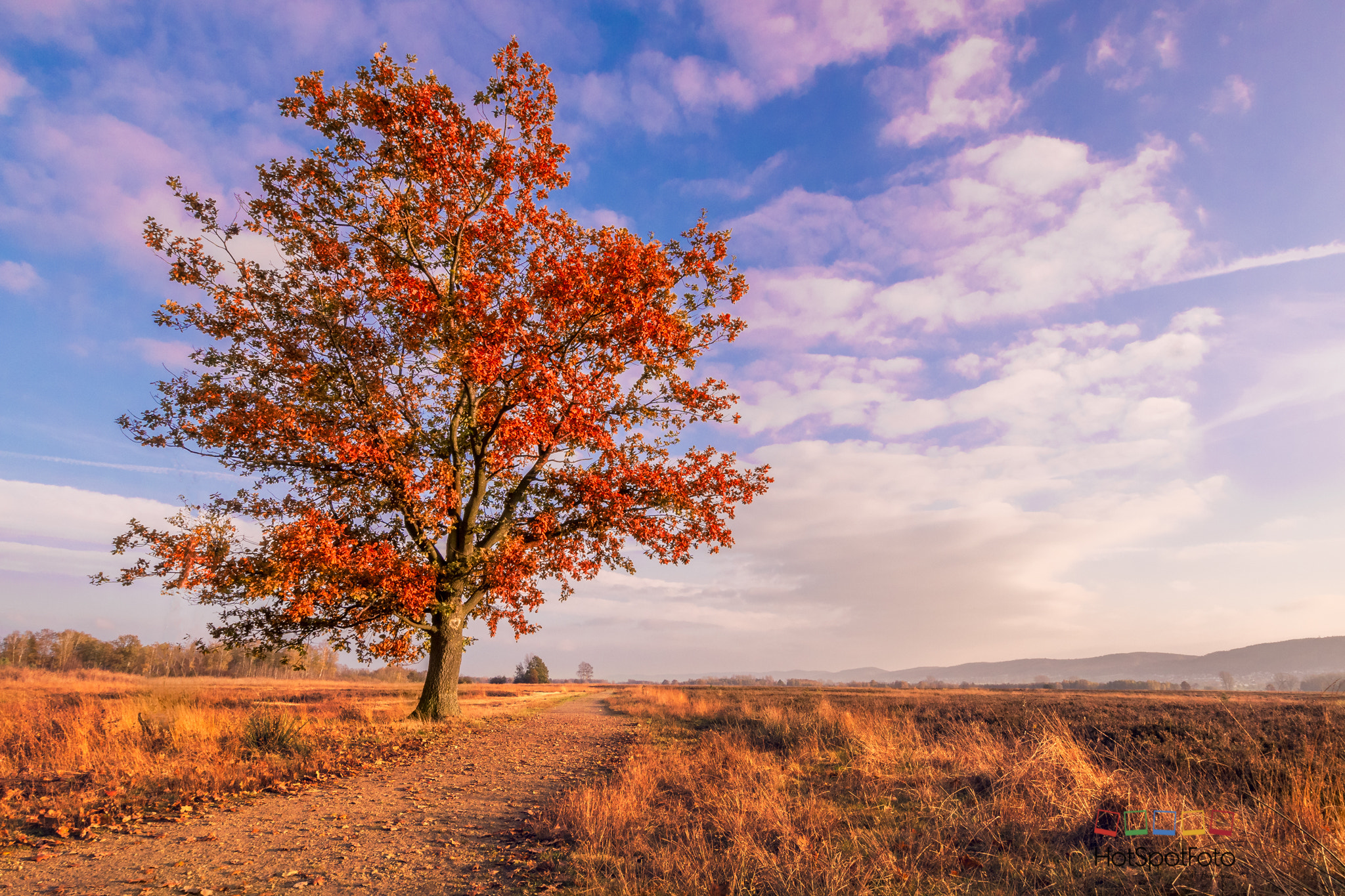 Panasonic Lumix DMC-G6 + OLYMPUS M.9-18mm F4.0-5.6 sample photo. Red tree photography