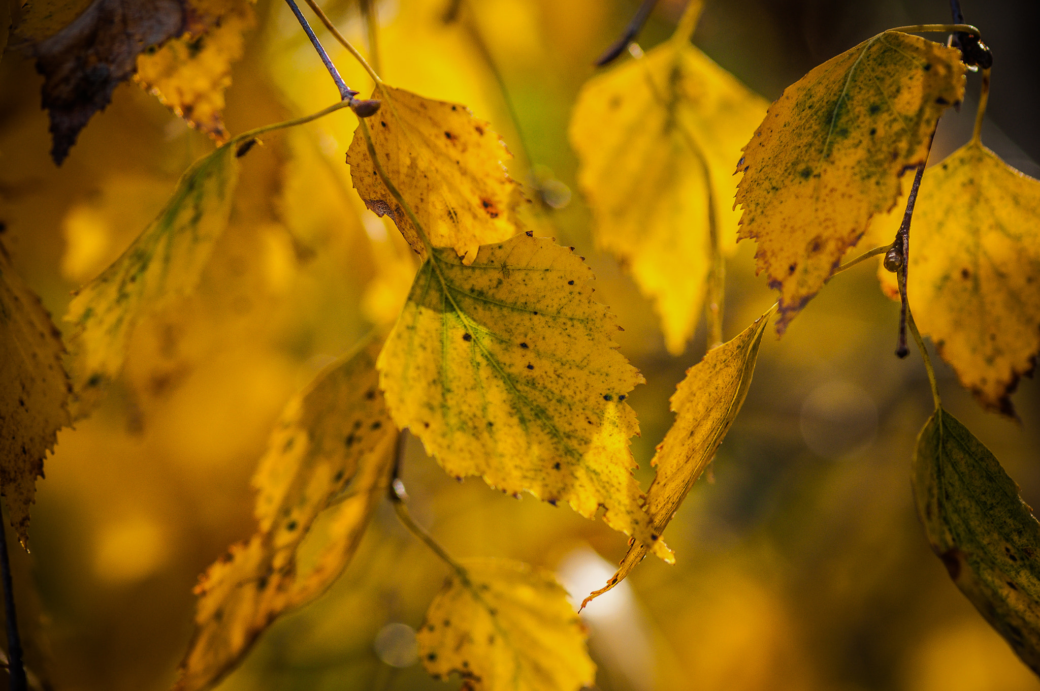 Nikon AF-S Micro-Nikkor 105mm F2.8G IF-ED VR sample photo. Drying clothes autumn photography