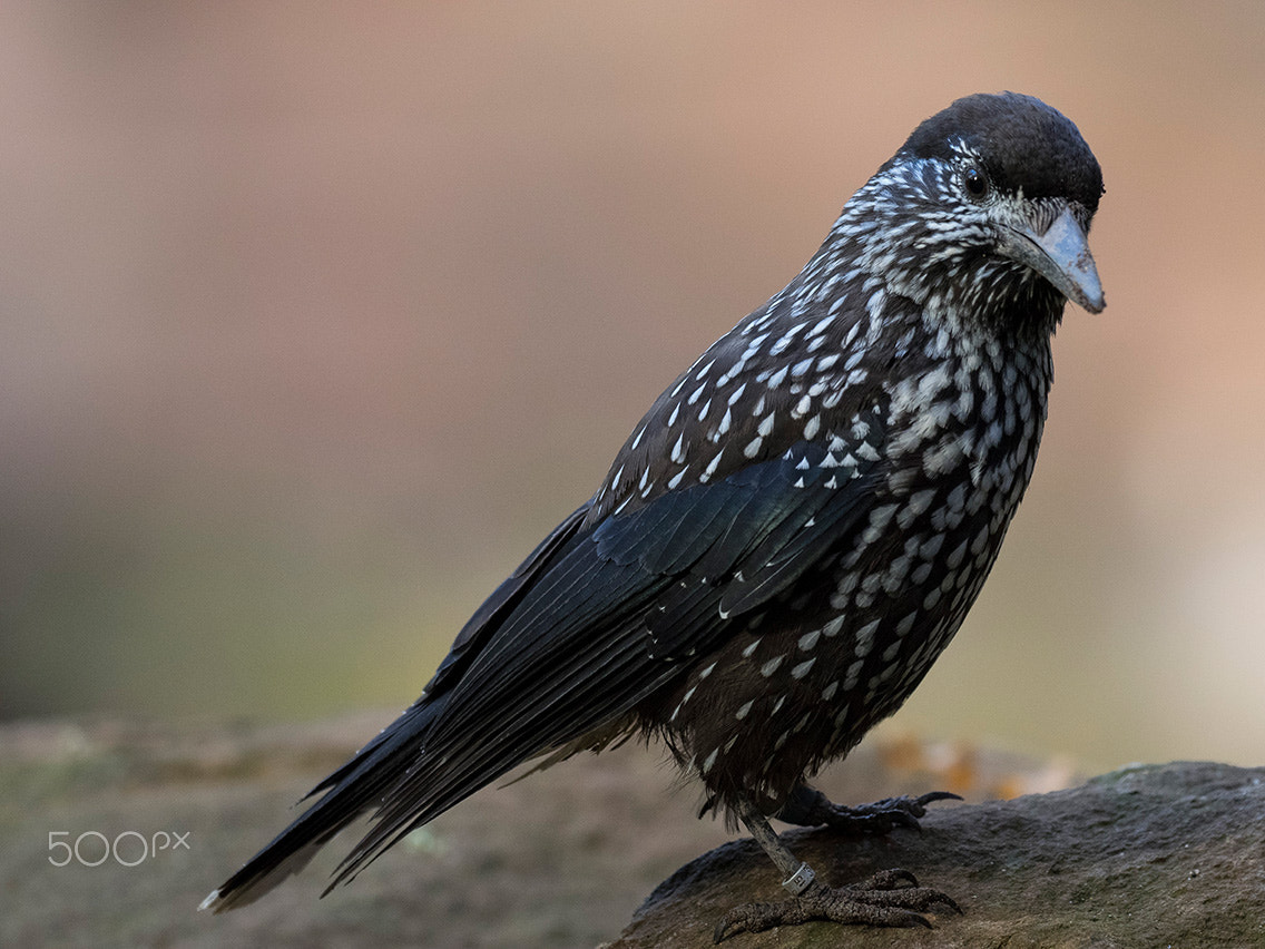 Olympus OM-D E-M1 + OLYMPUS M.300mm F4.0 sample photo. Spotted nutcracker photography