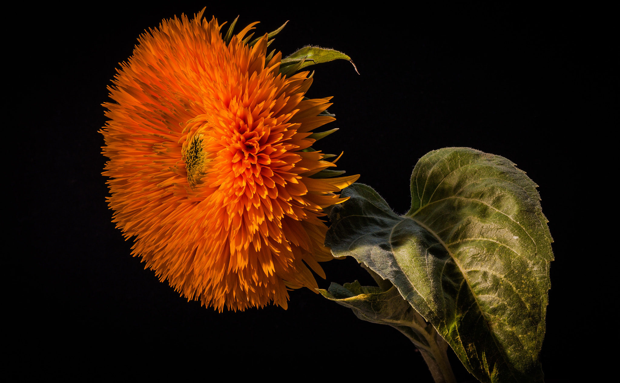 Nikon AF-S Micro-Nikkor 105mm F2.8G IF-ED VR sample photo. A close friend of the sun photography