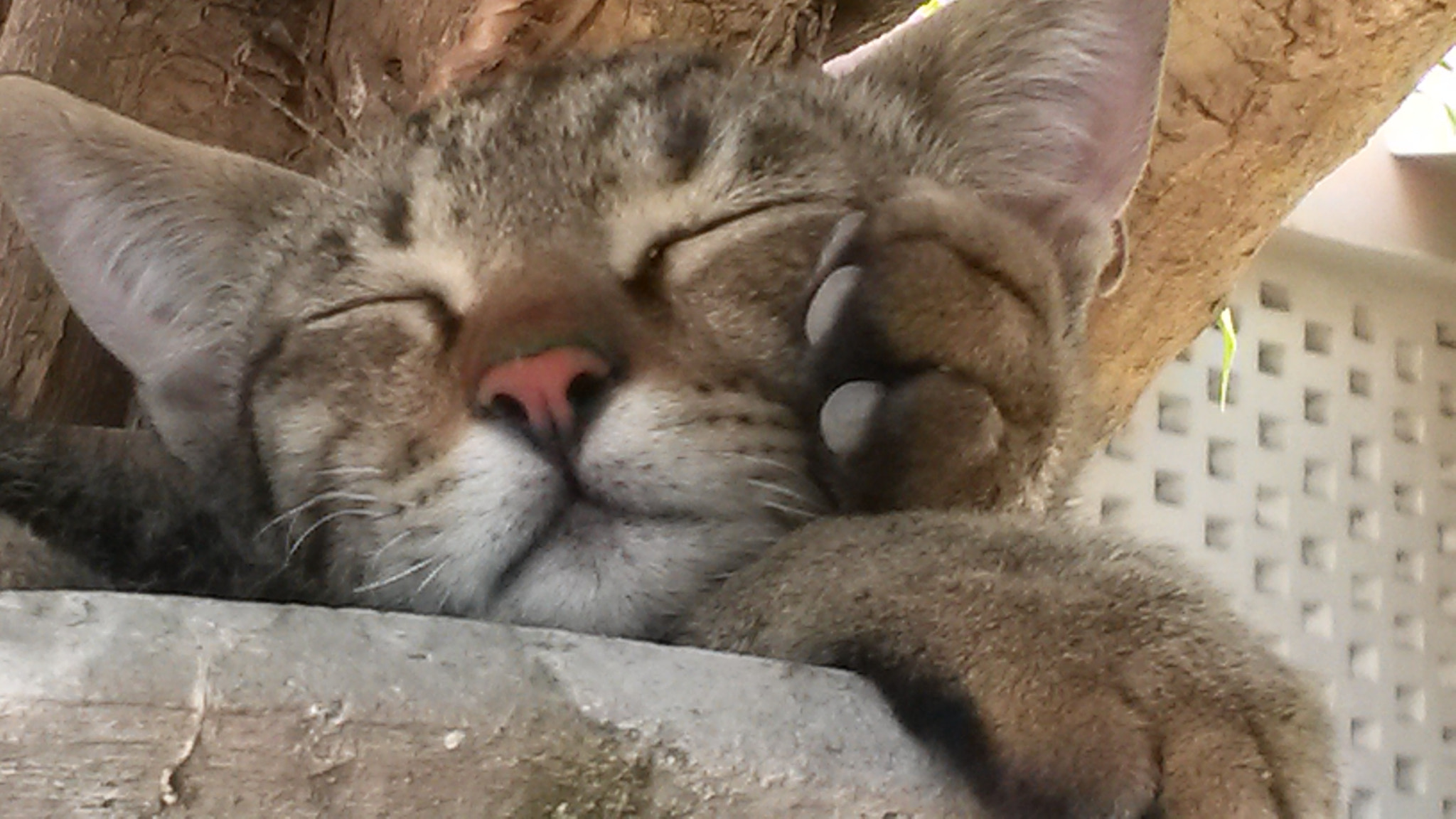 Samsung Galaxy Mega 6.3 sample photo. Close up photography