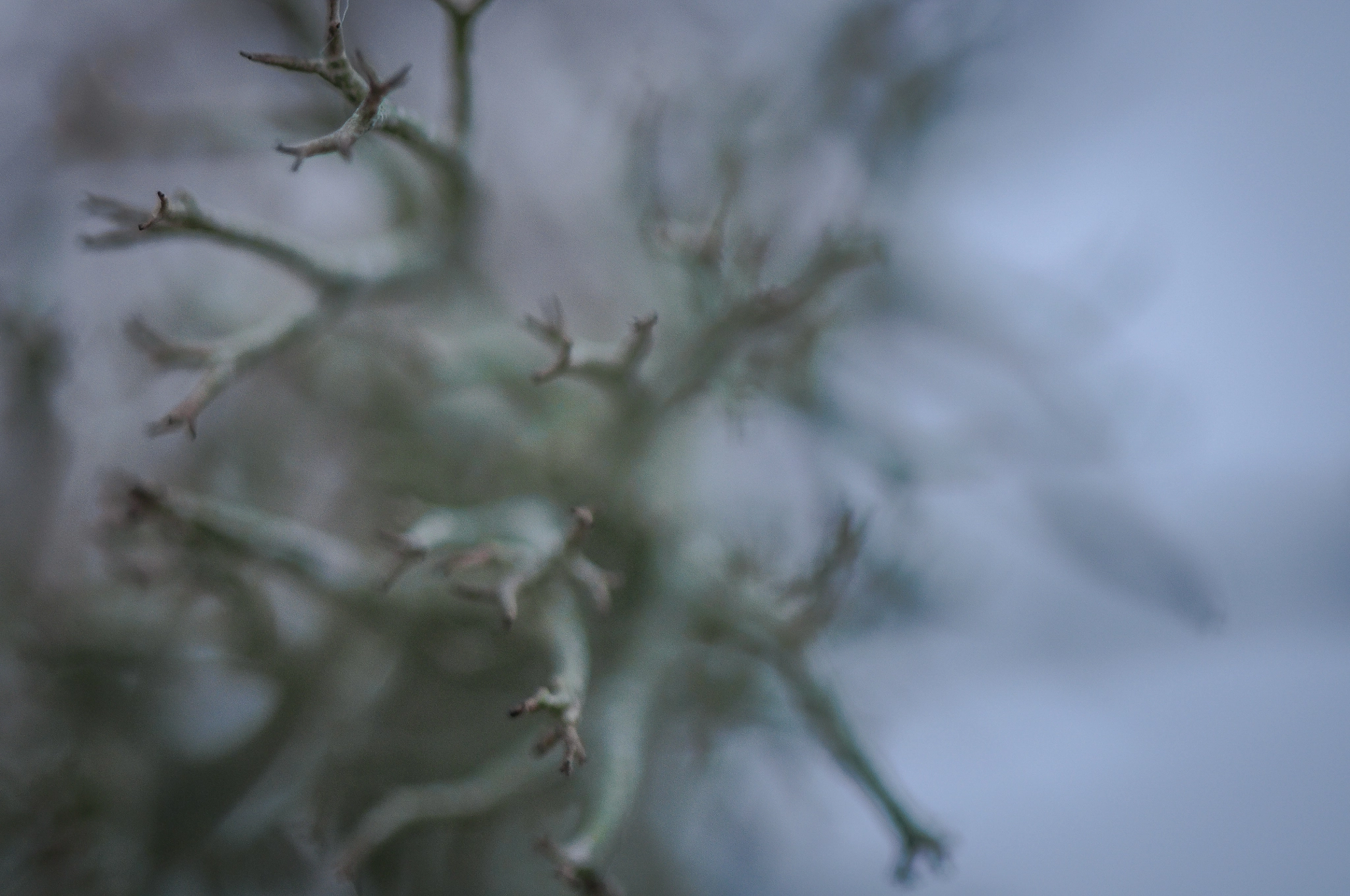 Nikon AF-S Micro-Nikkor 105mm F2.8G IF-ED VR sample photo. In hell. У пеклі. photography