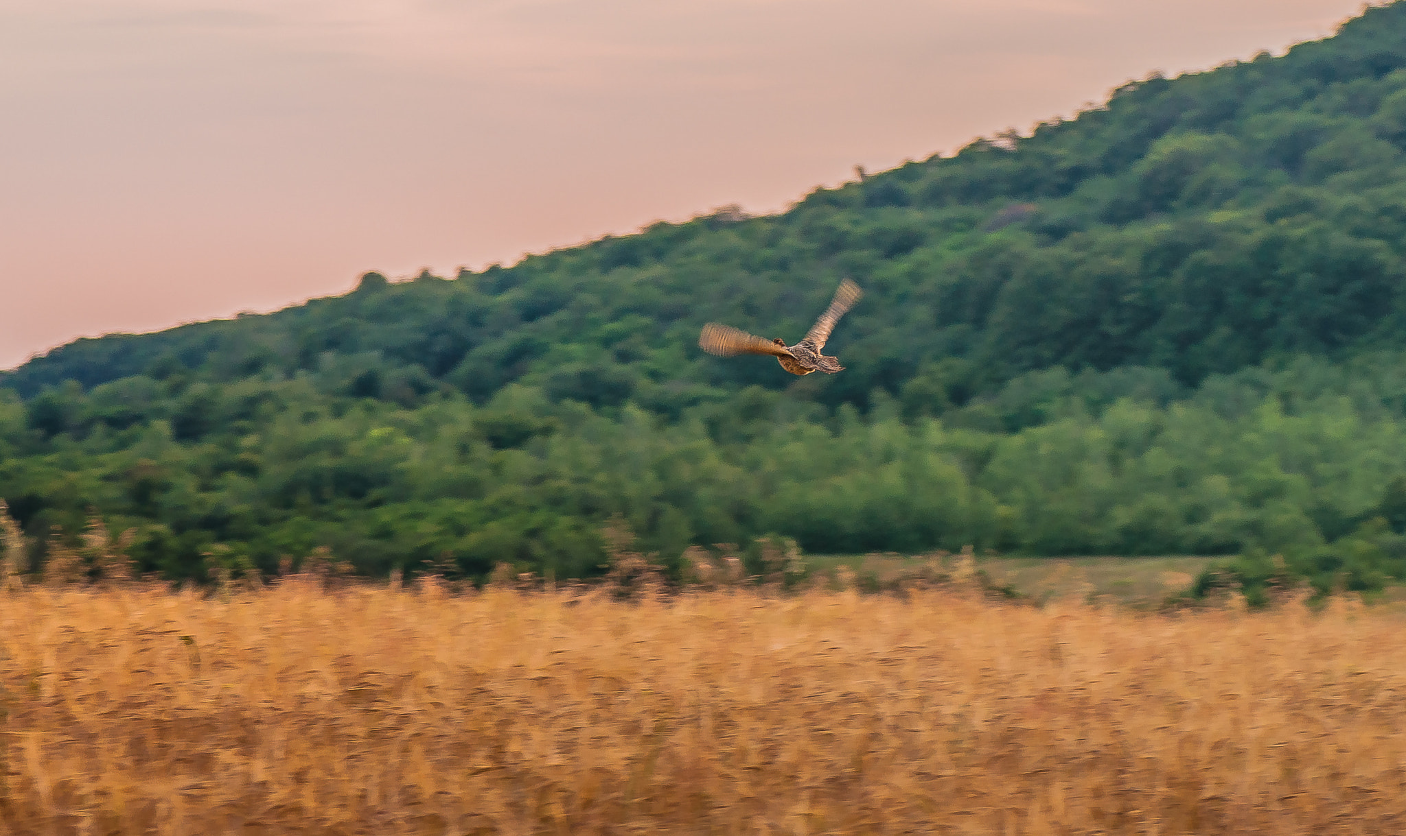 Nikon AF-S Micro-Nikkor 105mm F2.8G IF-ED VR sample photo. Scared flight. Переляканий політ. photography