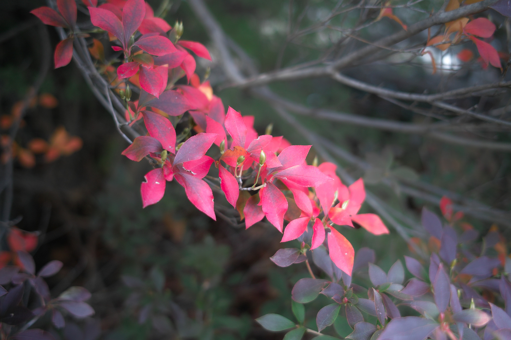 Sigma DP2x sample photo. Red leaves in the park photography