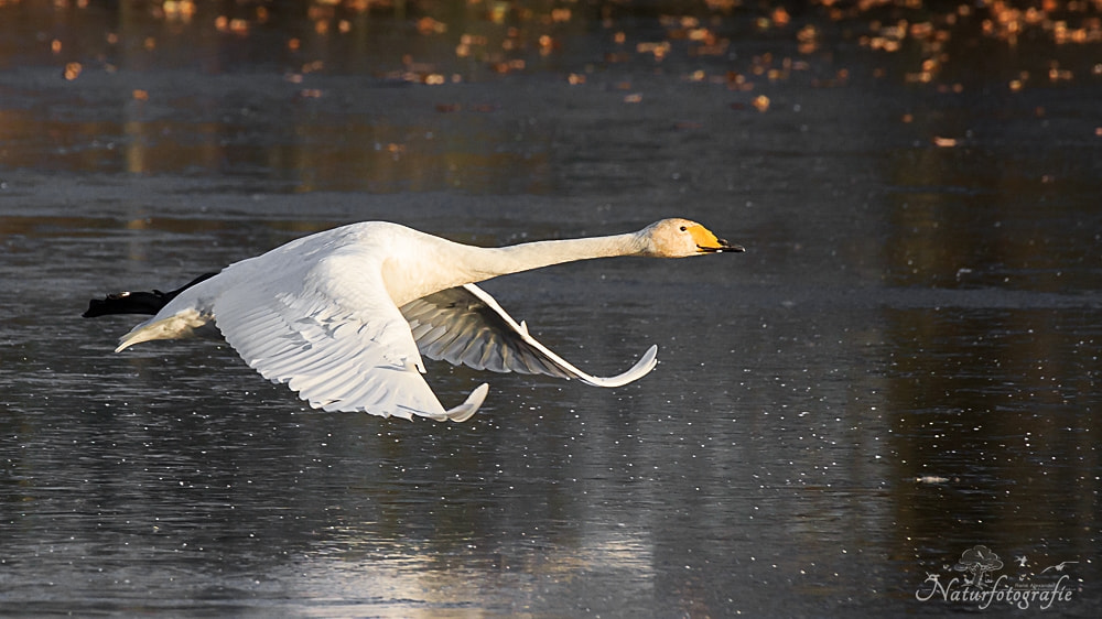 Tamron SP 150-600mm F5-6.3 Di VC USD sample photo. Singschwan photography