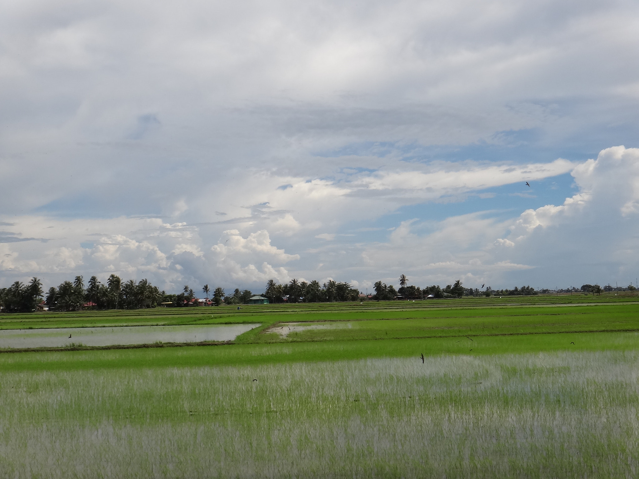 Sony DSC-TX20 sample photo. Rice field photography