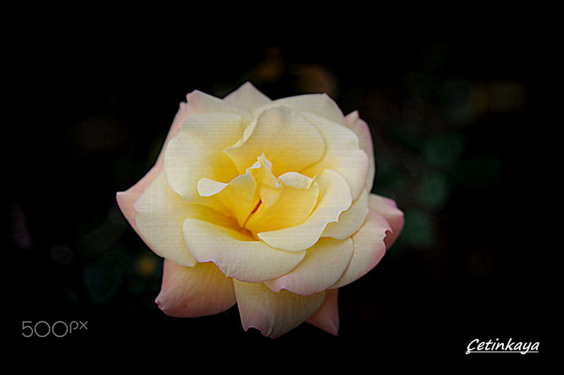 Nikon D3 sample photo. Rose photography