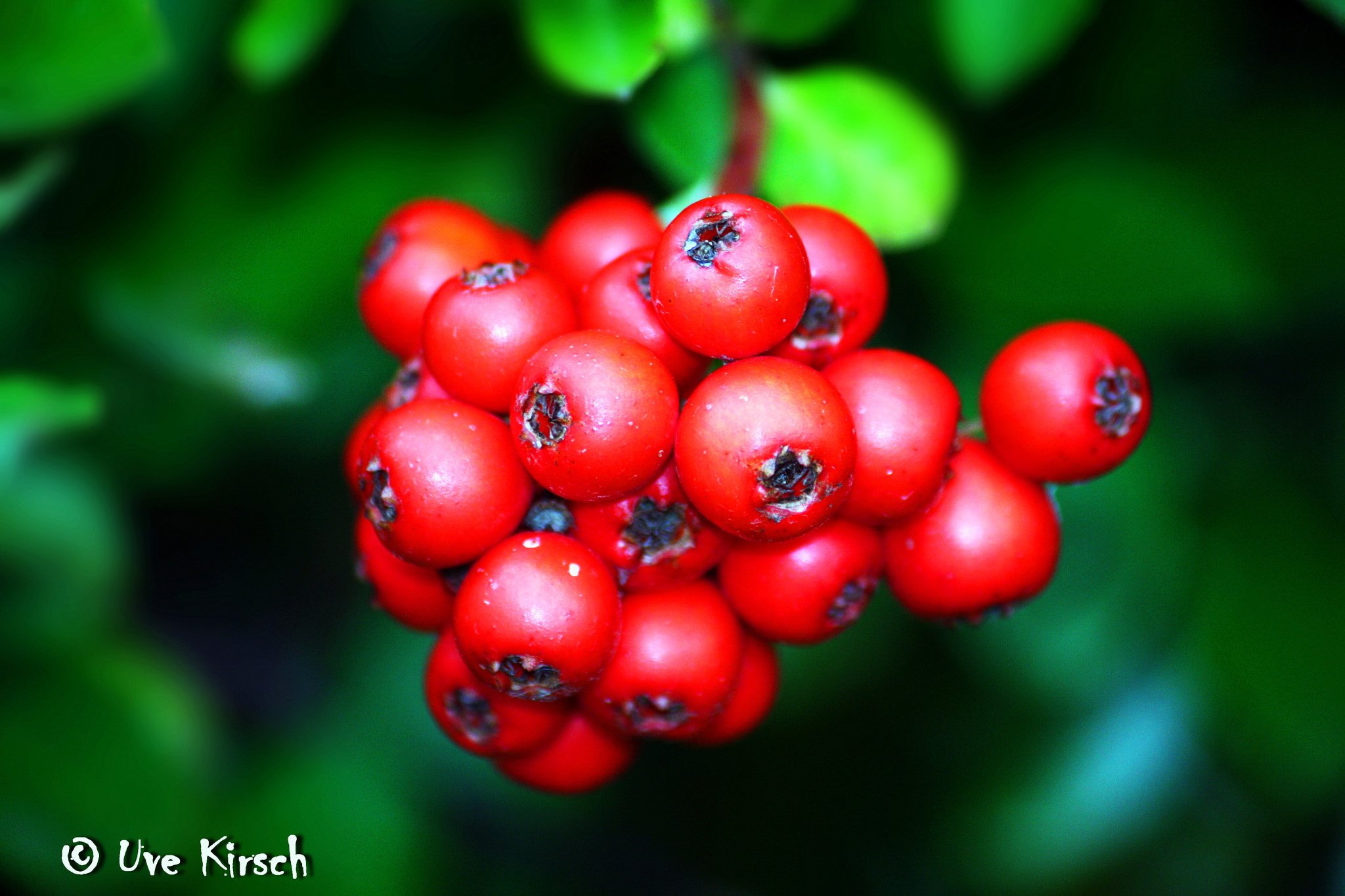 Canon EF-S 55-250mm F4-5.6 IS sample photo. Red firethorn photography