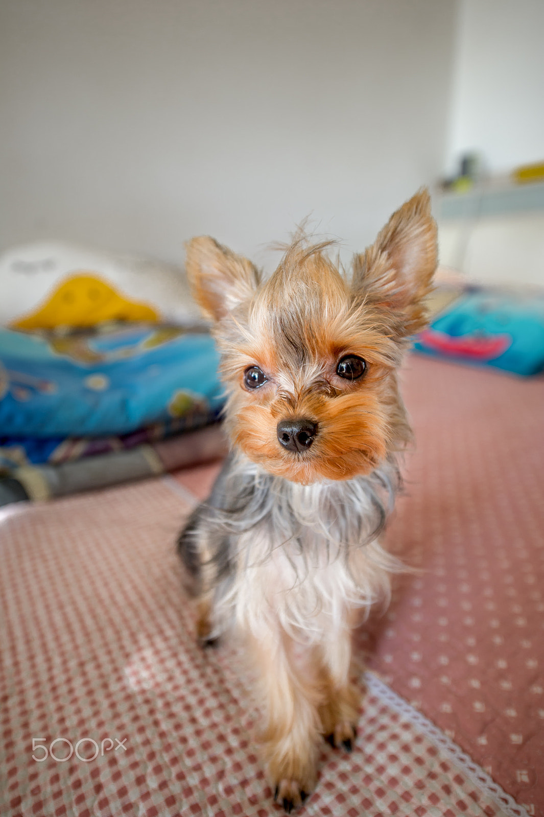 Nikon D3S sample photo. 约克夏yorkshire terrier photography