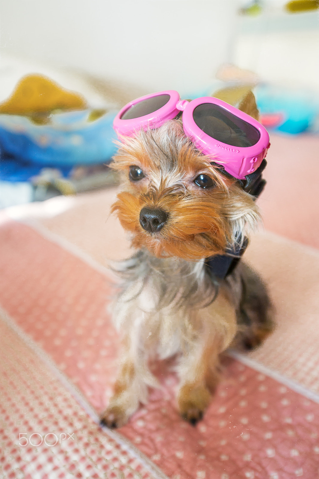 Nikon D3S sample photo. 开飞机的舒克yorkshire terrier photography