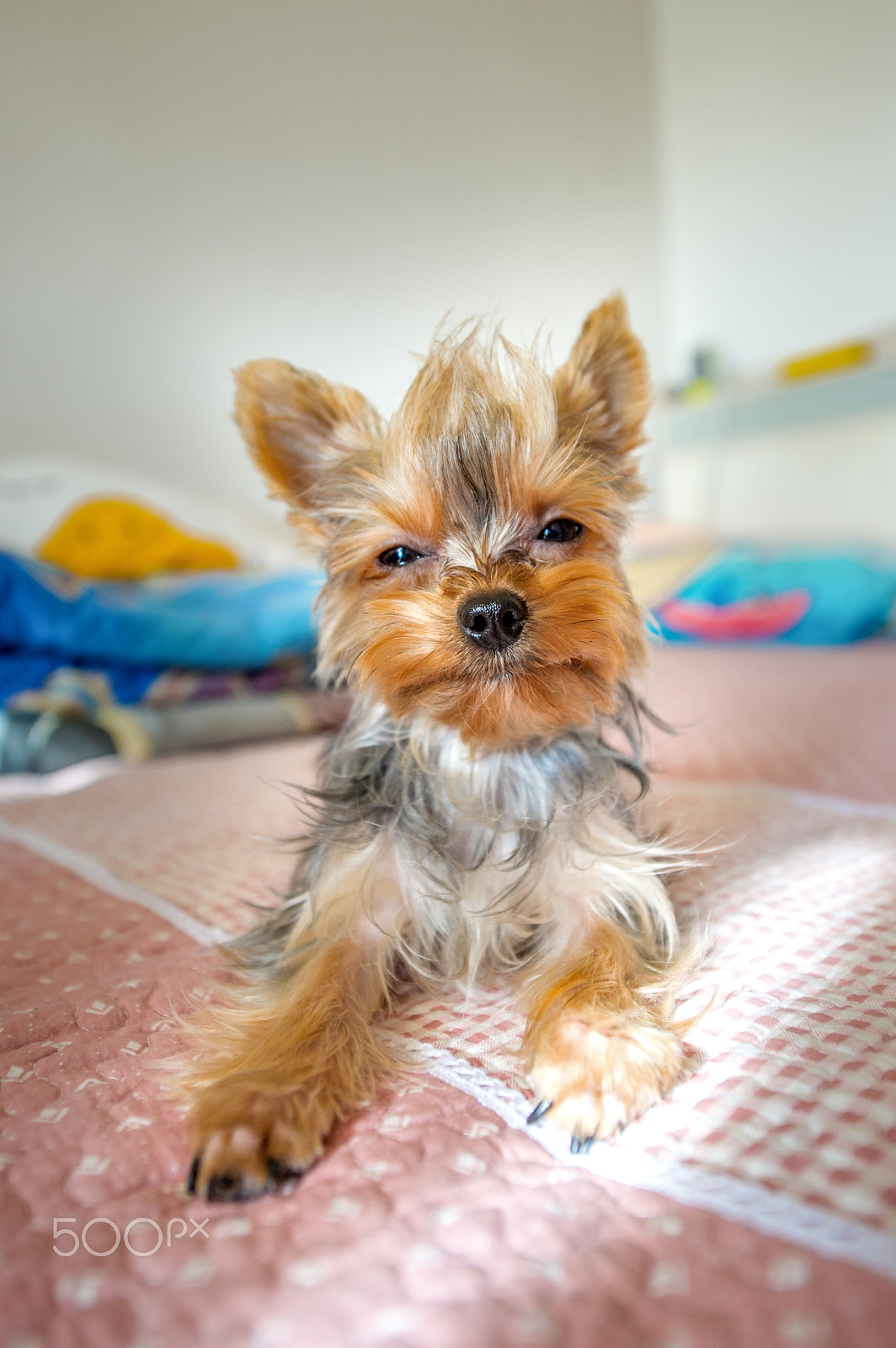 Nikon D3S sample photo. 约克夏 photography
