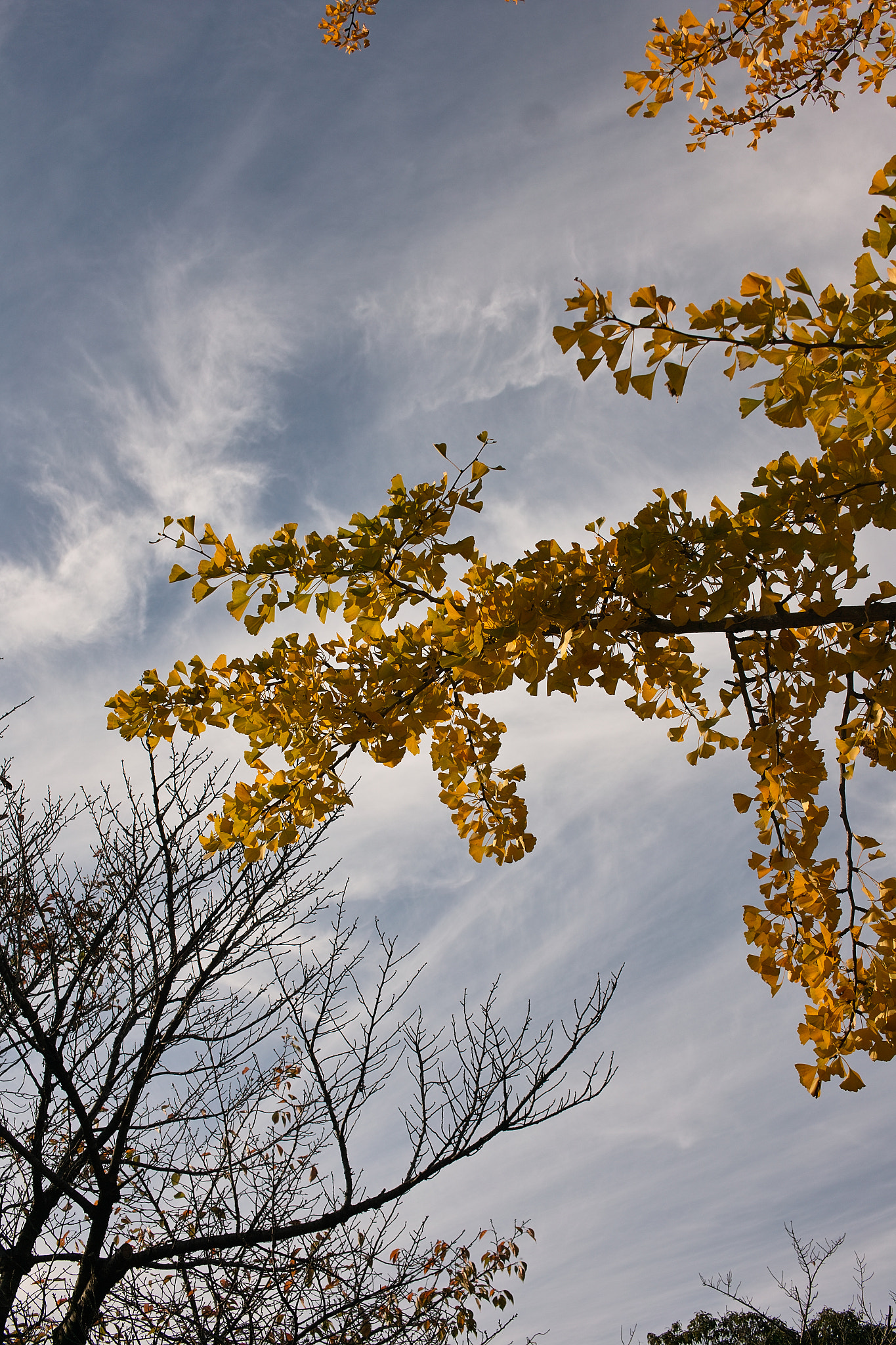 Sigma DP2x sample photo. Yellow leaves in the park photography