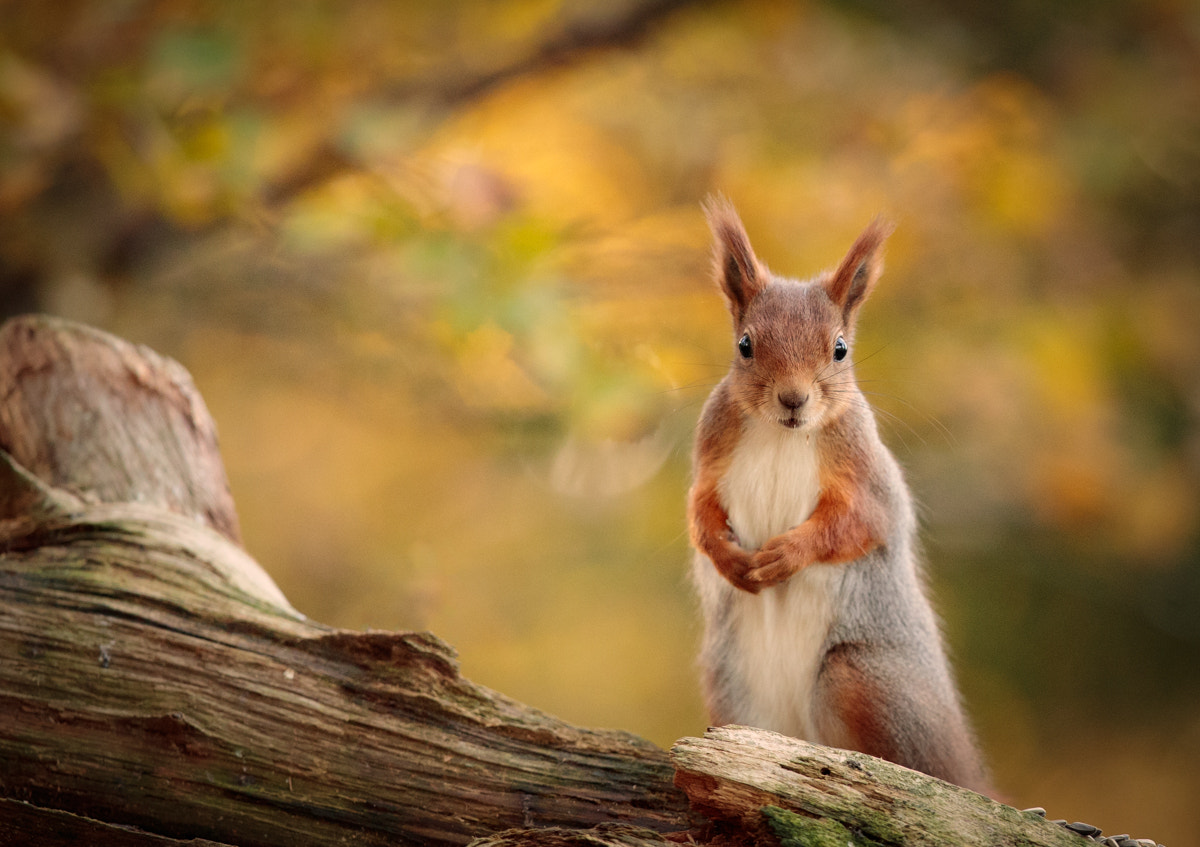 Canon EF 300mm F2.8L IS II USM sample photo. Squirrel in autumn colours photography