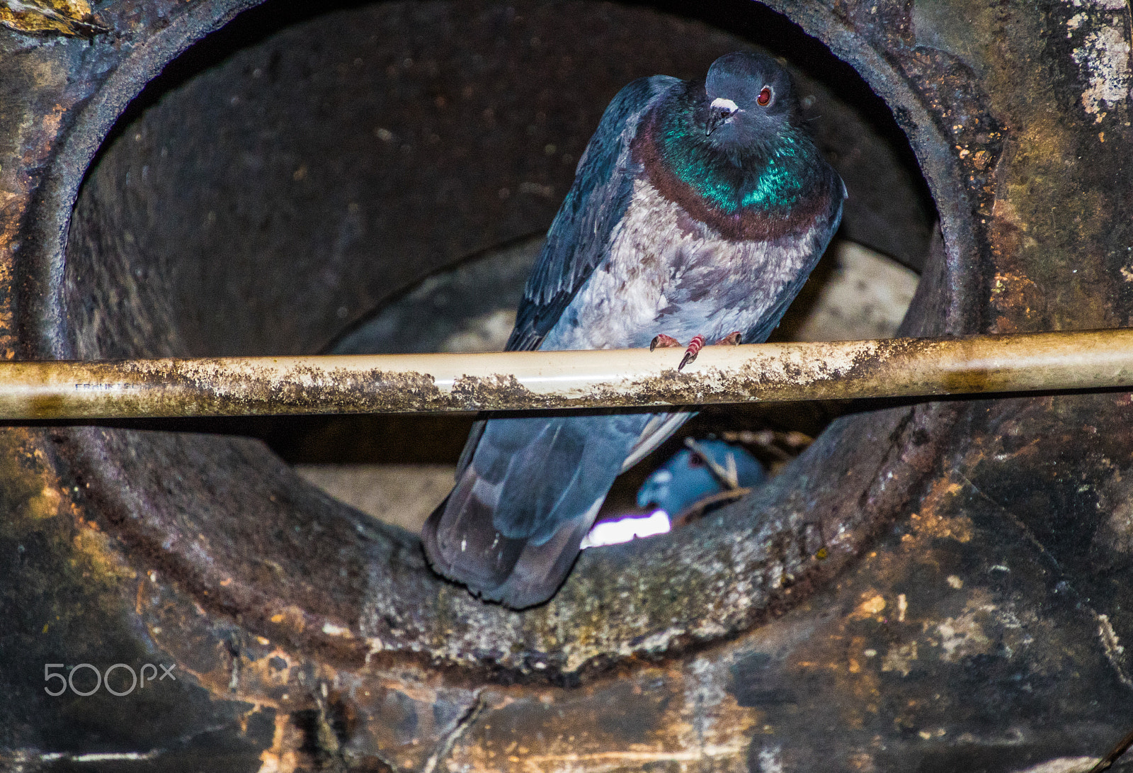 Canon EOS 750D (EOS Rebel T6i / EOS Kiss X8i) sample photo. Pigeon photography