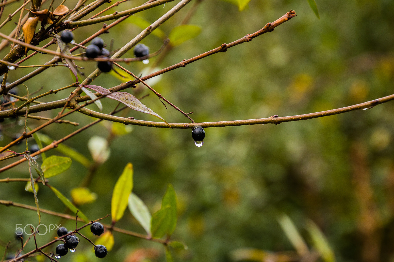 Canon EOS 750D (EOS Rebel T6i / EOS Kiss X8i) sample photo. Rainy day photography