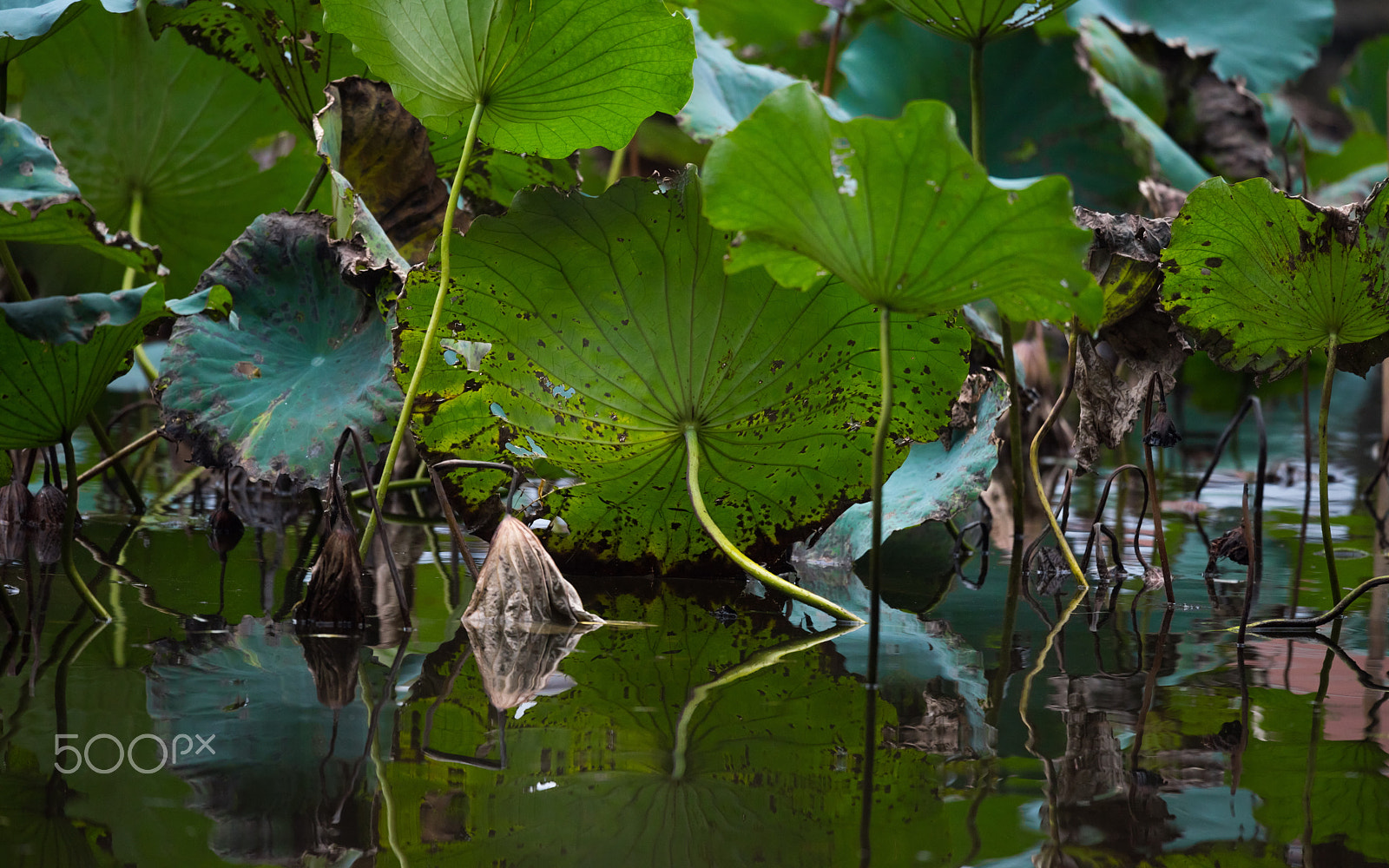 Nikon Nikkor AF-S 300mm F4E PF ED VR sample photo. Lotus in jiaxing high school, jiaxing, zhejiang photography