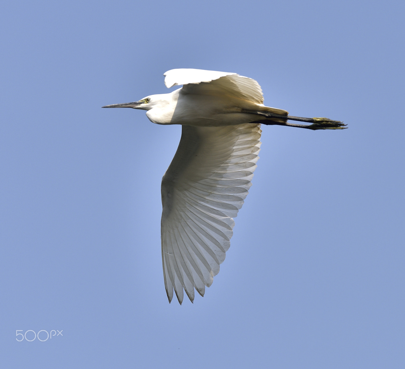 Nikon Nikkor AF-S 300mm F4E PF ED VR sample photo. Egret, jiaxing, zhejiang 茅盾中学白鹭 photography