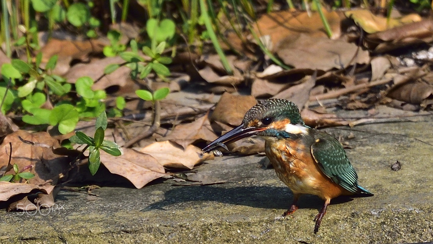 Nikon Nikkor AF-S 300mm F4E PF ED VR sample photo. Kingfisher, maodun high school, jiaxing, zhejiang photography