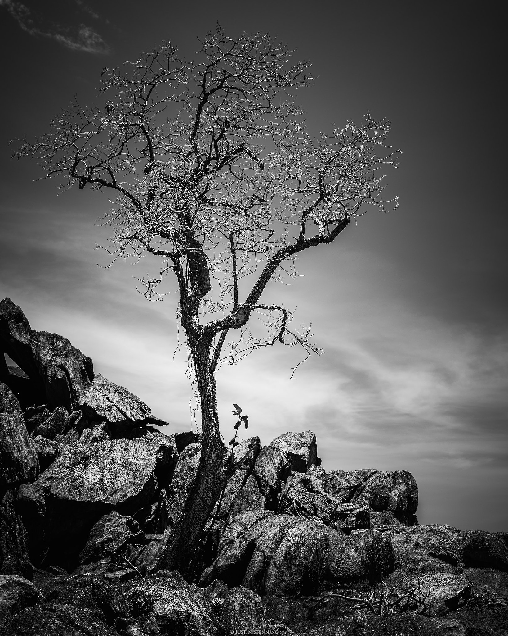 Nikon D5300 + Sigma 35mm F1.4 DG HSM Art sample photo. Rocky tree photography