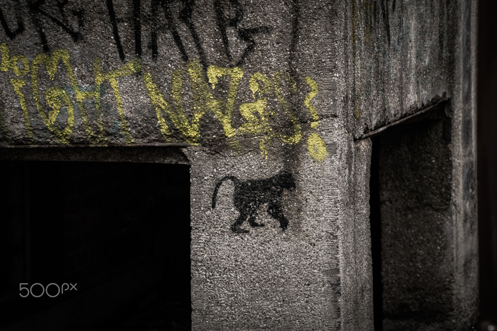 Canon EOS 750D (EOS Rebel T6i / EOS Kiss X8i) sample photo. Wall monkey photography