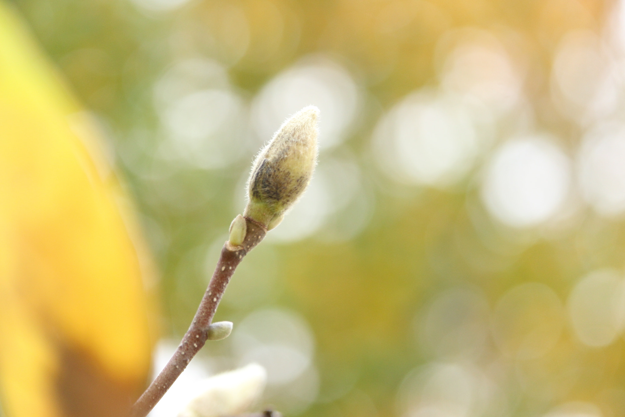 Canon EOS 700D (EOS Rebel T5i / EOS Kiss X7i) sample photo. Magnolia; prepared for the next spring. photography