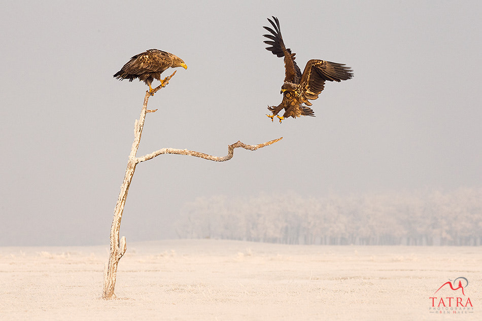 Canon EF 100-400mm F4.5-5.6L IS USM sample photo. Sea eagle alighting on tree photography