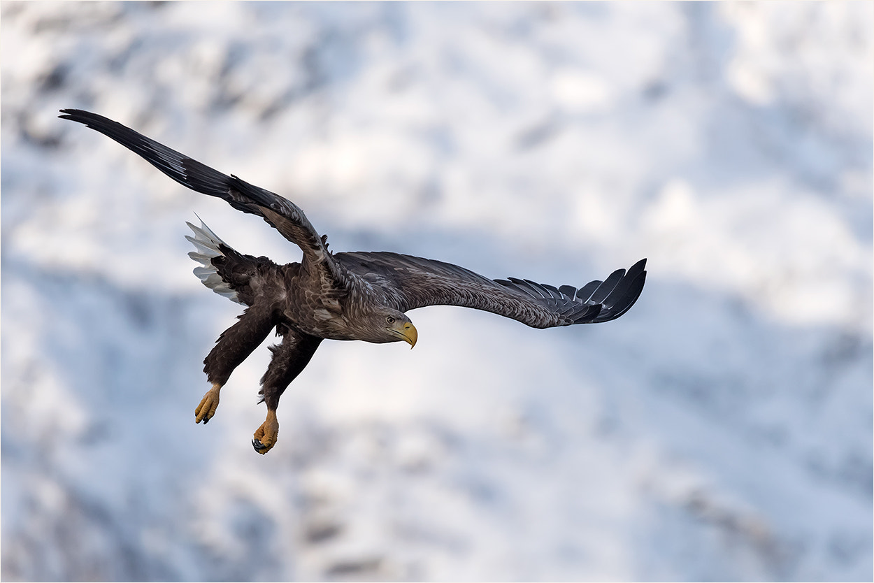 Nikon Nikkor AF-S 300mm F4E PF ED VR sample photo. Seeadler .... photography