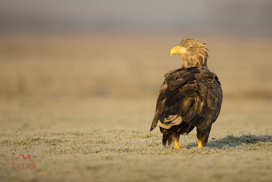 Canon EOS-1D X + Canon EF 500mm F4L IS USM sample photo. Eagles of hortobagy photography