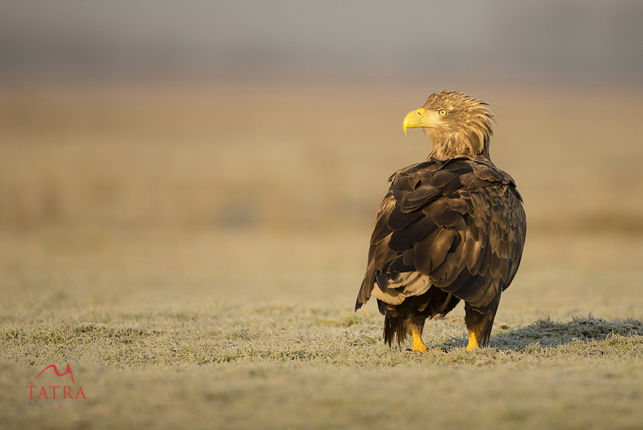 Canon EOS-1D X sample photo. Eagles of hortobagy photography