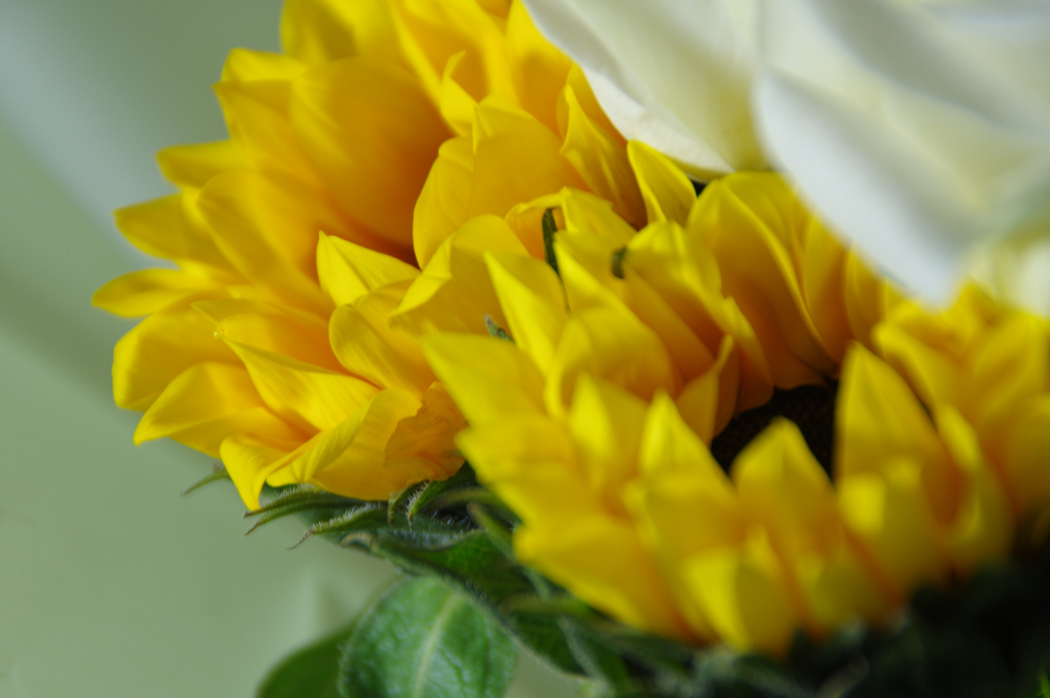 Tamron AF 18-200mm F3.5-6.3 XR Di II LD Aspherical (IF) Macro sample photo