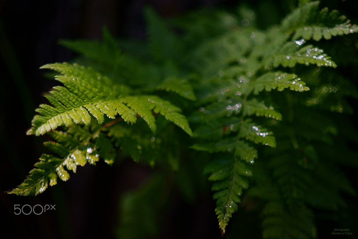 Sony a99 II + Minolta AF 50mm F1.7 sample photo. Сокровища папоротника photography