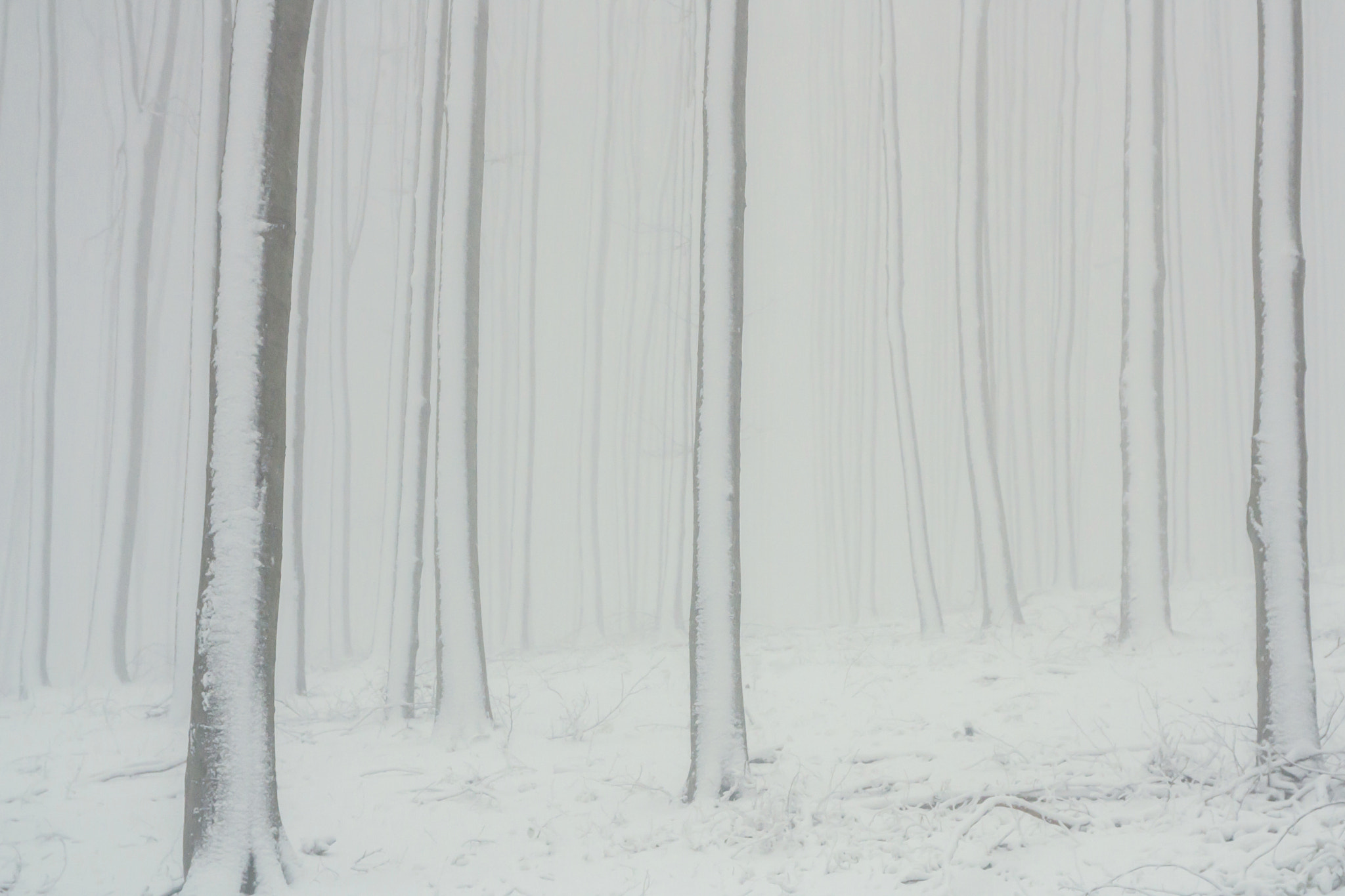 Sigma 17-70mm F2.8-4 DC Macro OS HSM sample photo. Misty snow photography