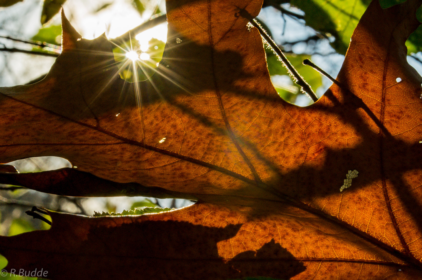 Sony SLT-A57 sample photo. Herbstsonne photography