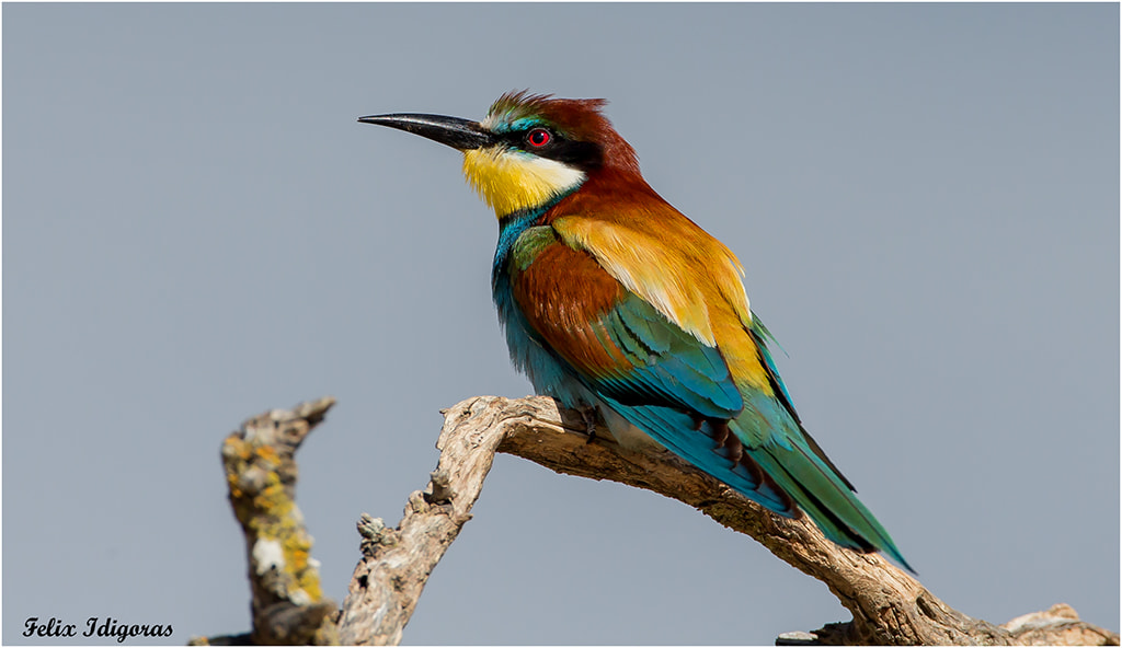 Canon EF 500mm F4L IS USM sample photo. Abejaruco posado photography