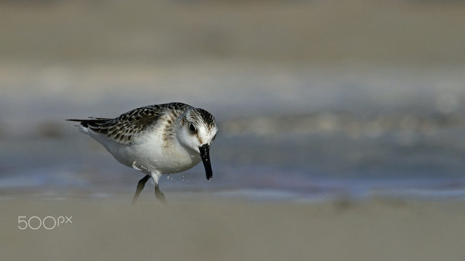 Nikon D7000 + Sigma 300mm F2.8 APO EX DG HSM sample photo. Sanderling photography