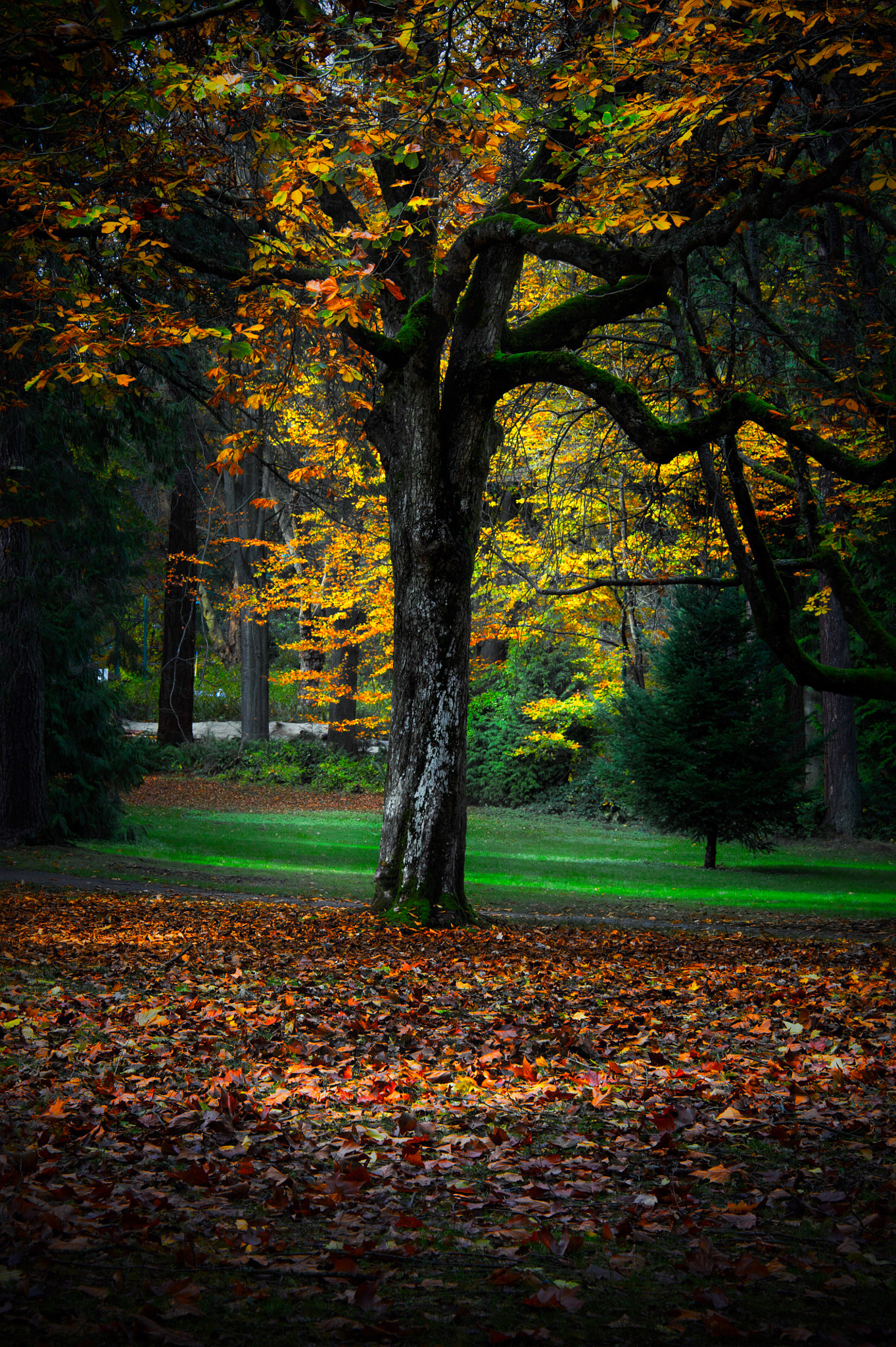 Nikon D3S sample photo. Light and shadow in stanley park photography