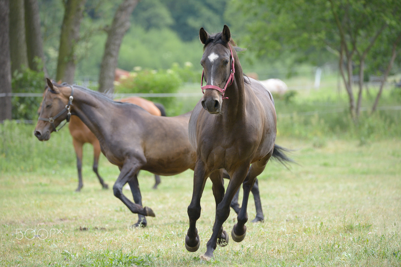Sigma 150-600mm F5-6.3 DG OS HSM | C sample photo. Horses photography