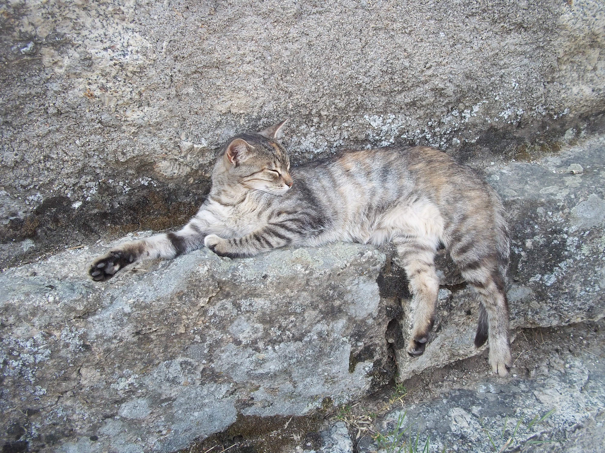 Kodak EASYSHARE M530 DIGITAL CAMERA sample photo. Sleeping cat wearing camouflage photography