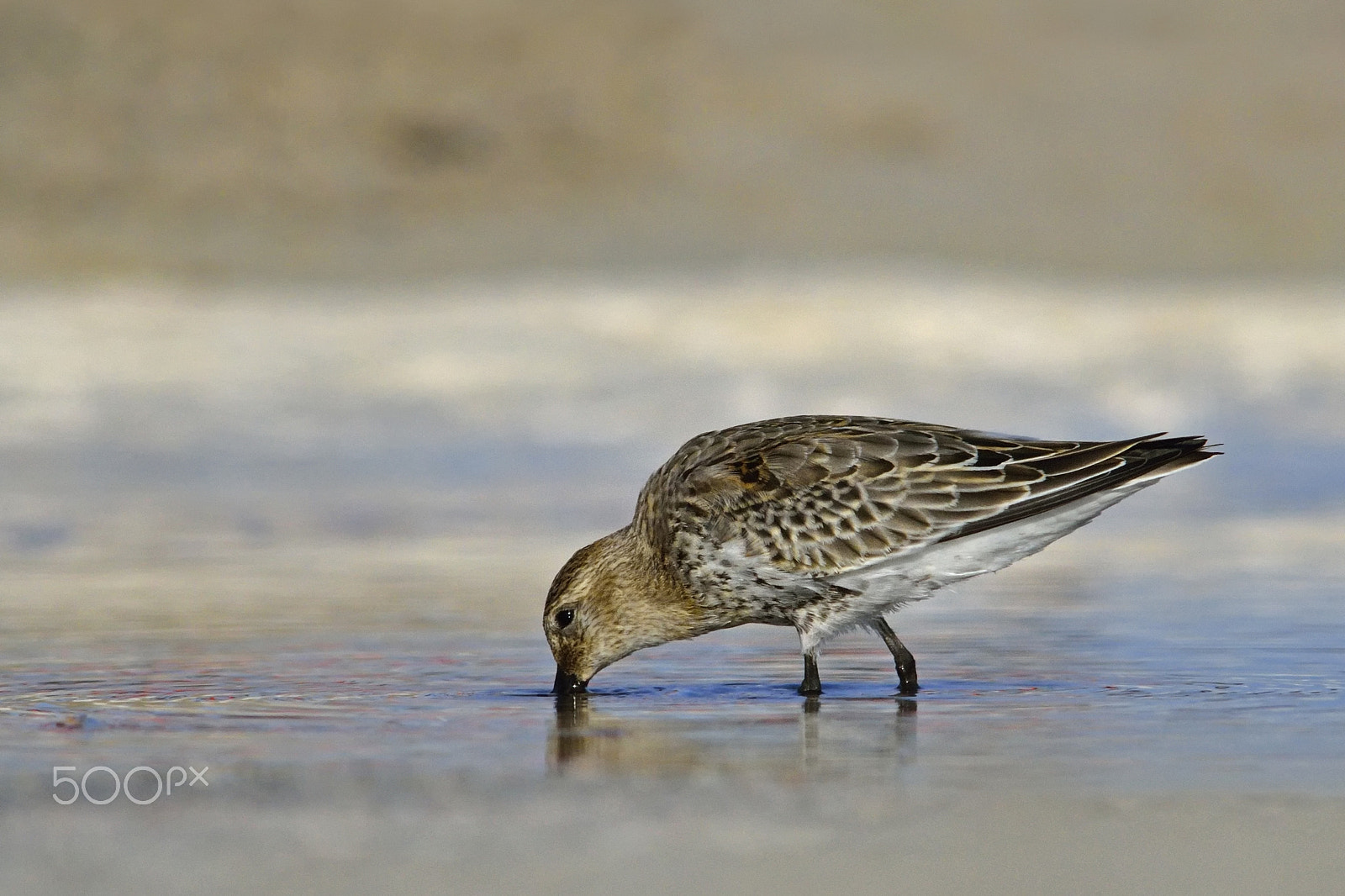 Nikon D7000 + Sigma 300mm F2.8 APO EX DG HSM sample photo. Dunlin photography