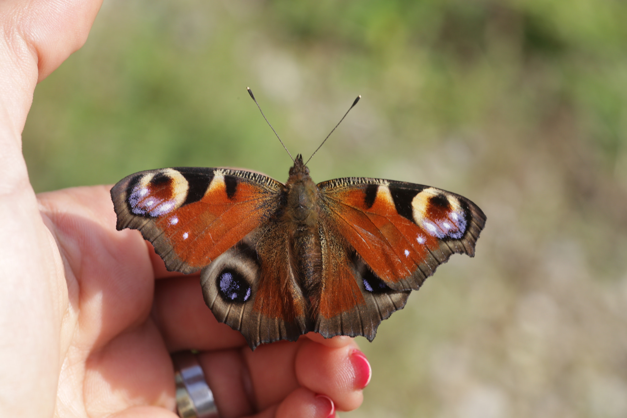 Canon EF 100mm F2.8 Macro USM sample photo. Butterfly & me photography