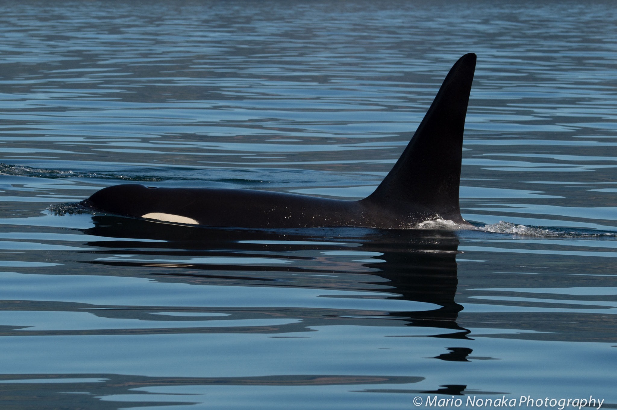 Nikon D4S sample photo. Resident killer whale photography